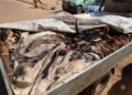 OUAGADOUGOU : OPÉRATION CONTRE LE TRANSPORT INSALUBRE DE VIANDE