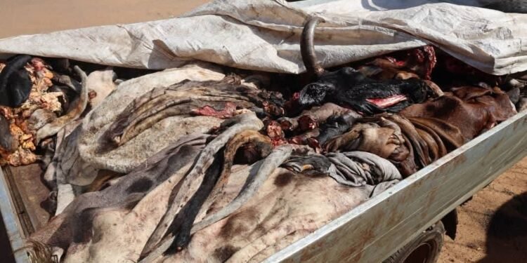 OUAGADOUGOU : OPÉRATION CONTRE LE TRANSPORT INSALUBRE DE VIANDE