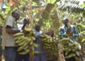 NAFASSO : LA CULTURE DU PLANTAIN S’IMPOSE COMME UNE NOUVELLE FORCE AGRICOLE AU BURKINA FASO