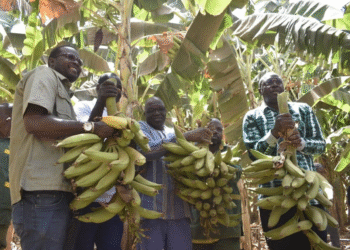 NAFASSO : LA CULTURE DU PLANTAIN S’IMPOSE COMME UNE NOUVELLE FORCE AGRICOLE AU BURKINA FASO