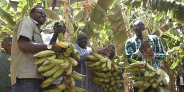 NAFASSO : LA CULTURE DU PLANTAIN S’IMPOSE COMME UNE NOUVELLE FORCE AGRICOLE AU BURKINA FASO