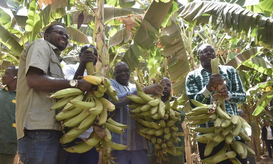 NAFASSO : LA CULTURE DU PLANTAIN S’IMPOSE COMME UNE NOUVELLE FORCE AGRICOLE AU BURKINA FASO