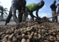 ANACARDE : LE GOUVERNEMENT FIXE LES PRIX PLANCHERS POUR LA CAMPAGNE 2026 EN CÔTE D’IVOIRE