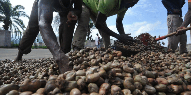 ANACARDE : LE GOUVERNEMENT FIXE LES PRIX PLANCHERS POUR LA CAMPAGNE 2026 EN CÔTE D’IVOIRE