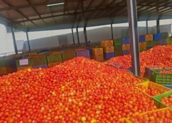COMMERCE : LEVÉE DE LA SUSPENSION DES EXPORTATIONS DE TOMATES FRAÎCHES AU BURKINA FASO