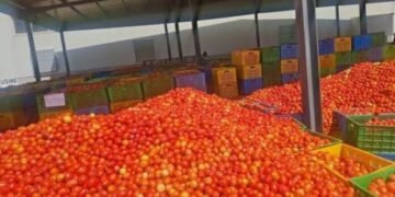 COMMERCE : LEVÉE DE LA SUSPENSION DES EXPORTATIONS DE TOMATES FRAÎCHES AU BURKINA FASO