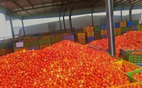COMMERCE : LEVÉE DE LA SUSPENSION DES EXPORTATIONS DE TOMATES FRAÎCHES AU BURKINA FASO