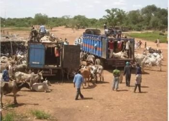 BURKINA FASO : LE BÉTAIL NE PASSERA PLUS LES FRONTIÈRES, OUAGADOUGOU SÉCURISE SON MARCHÉ INTÉRIEUR