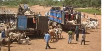 BURKINA FASO : LE BÉTAIL NE PASSERA PLUS LES FRONTIÈRES, OUAGADOUGOU SÉCURISE SON MARCHÉ INTÉRIEUR