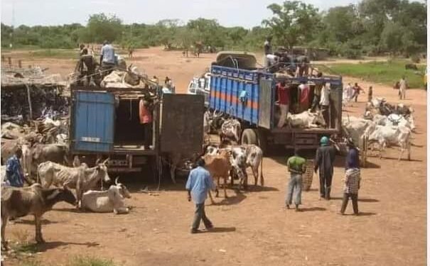 BURKINA FASO : LE BÉTAIL NE PASSERA PLUS LES FRONTIÈRES, OUAGADOUGOU SÉCURISE SON MARCHÉ INTÉRIEUR