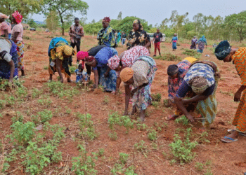GUIRIKO : AGRICULTURE ET LOGEMENTS SOCIAUX POUR SOUTENIR LES PERSONNES DÉPLACÉES