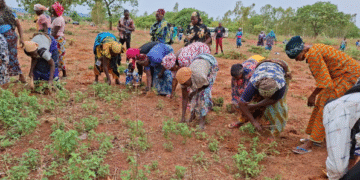 GUIRIKO : AGRICULTURE ET LOGEMENTS SOCIAUX POUR SOUTENIR LES PERSONNES DÉPLACÉES