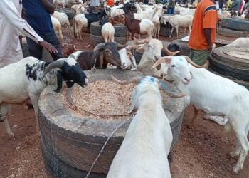 TABASKI : AU MARCHÉ DE BÉTAIL DE BALKYI, LES PRIX DES MOUTONS RESTENT ÉLEVÉS MALGRÉ LES ATTENTES