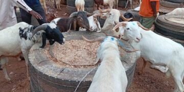 TABASKI : AU MARCHÉ DE BÉTAIL DE BALKYI, LES PRIX DES MOUTONS RESTENT ÉLEVÉS MALGRÉ LES ATTENTES
