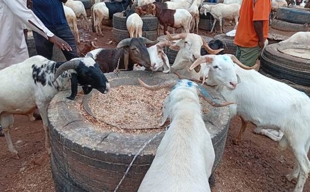 TABASKI : AU MARCHÉ DE BÉTAIL DE BALKYI, LES PRIX DES MOUTONS RESTENT ÉLEVÉS MALGRÉ LES ATTENTES