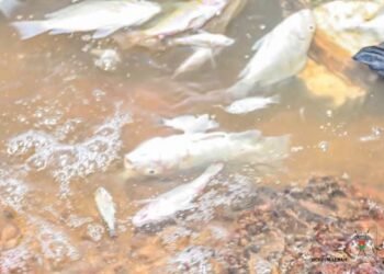 MORTALITÉ DE POISSONS AU BARRAGE N°3 DE OUAGADOUGOU : LES AUTORITÉS ENGAGENT DES INVESTIGATIONS