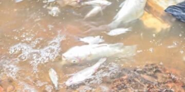 MORTALITÉ DE POISSONS AU BARRAGE N°3 DE OUAGADOUGOU : LES AUTORITÉS ENGAGENT DES INVESTIGATIONS