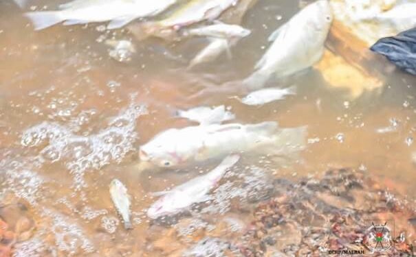 MORTALITÉ DE POISSONS AU BARRAGE N°3 DE OUAGADOUGOU : LES AUTORITÉS ENGAGENT DES INVESTIGATIONS