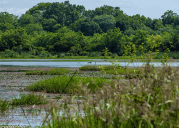 GRANDE SAISON DU TOURISME INTERNE : LA MARE AUX HIPPOPOTAMES DE BALA, UN JOYAU ÉCOLOGIQUE À VALORISER