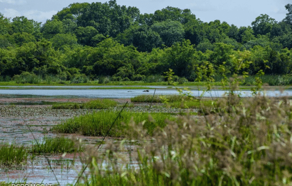 GRANDE SAISON DU TOURISME INTERNE : LA MARE AUX HIPPOPOTAMES DE BALA, UN JOYAU ÉCOLOGIQUE À VALORISER