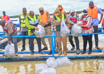 PISCICULTURE À PÔ : Le pangasius fait son entrée dans les cages flottantes du barrage
