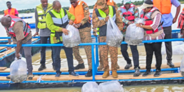 PISCICULTURE À PÔ : Le pangasius fait son entrée dans les cages flottantes du barrage