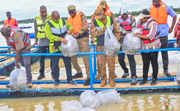 PISCICULTURE À PÔ : Le pangasius fait son entrée dans les cages flottantes du barrage